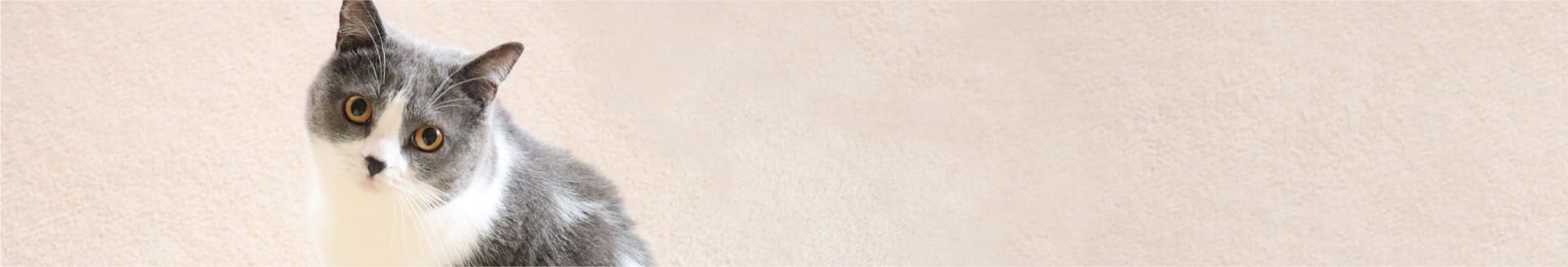 倉敷動物愛護病院,倉敷,動物病院