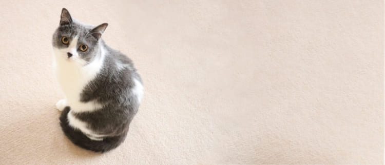 倉敷動物愛護病院,倉敷,動物病院