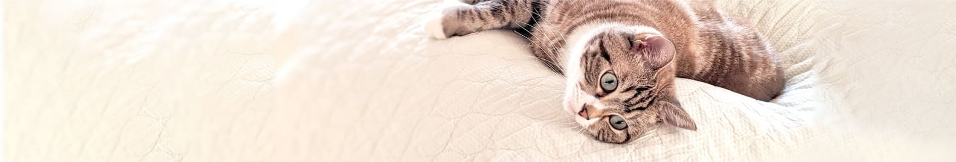 倉敷動物愛護病院,倉敷,動物病院