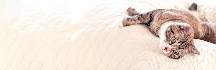 倉敷動物愛護病院,倉敷,動物病院