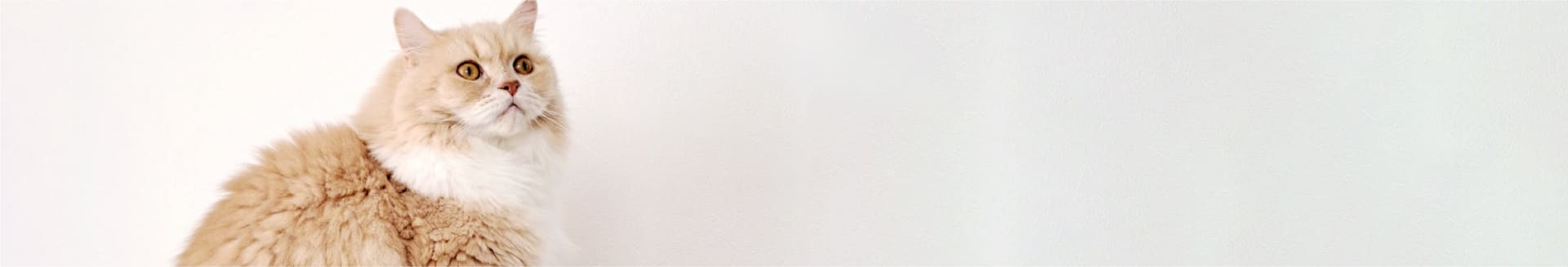 倉敷動物愛護病院,倉敷,動物病院