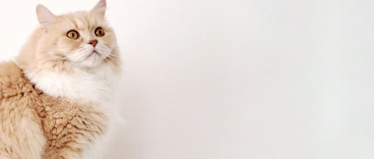 倉敷動物愛護病院,倉敷,動物病院