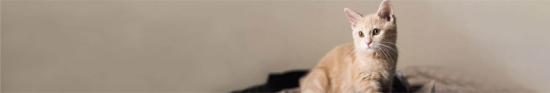 倉敷動物愛護病院,倉敷,動物病院