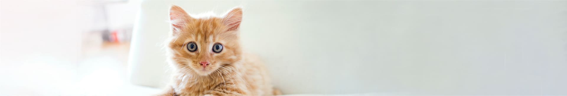 倉敷動物愛護病院,倉敷,動物病院