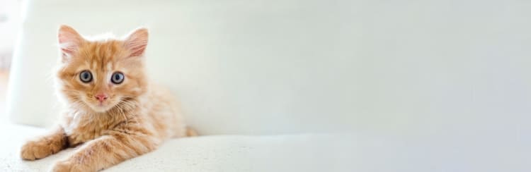 倉敷動物愛護病院,倉敷,動物病院