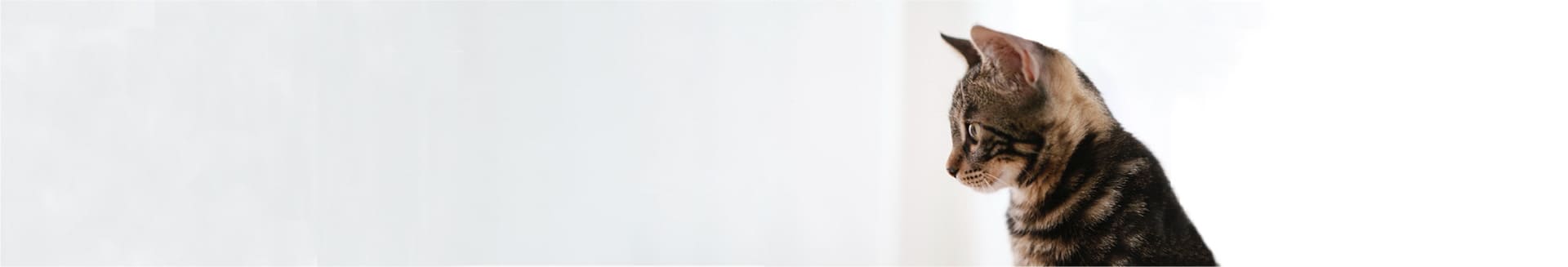 倉敷動物愛護病院,倉敷,動物病院