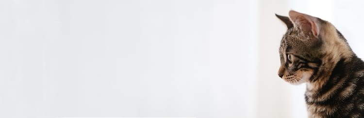 倉敷動物愛護病院,倉敷,動物病院