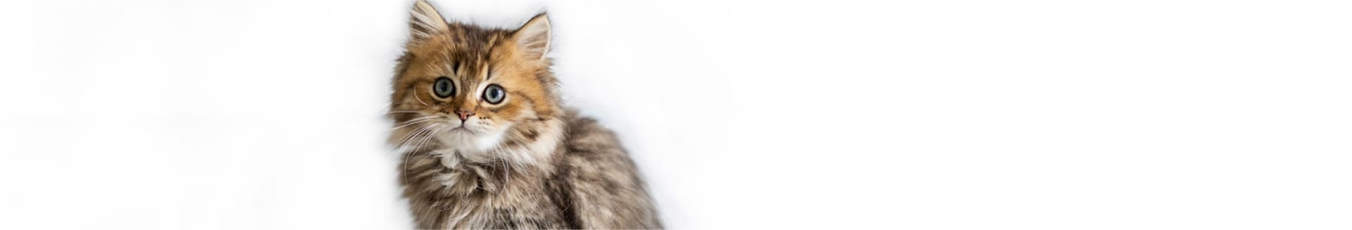 倉敷動物愛護病院,倉敷,動物病院