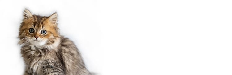 倉敷動物愛護病院,倉敷,動物病院