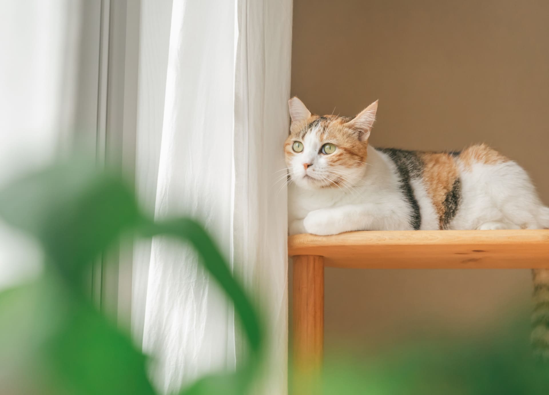 倉敷動物愛護病院,倉敷,動物病院