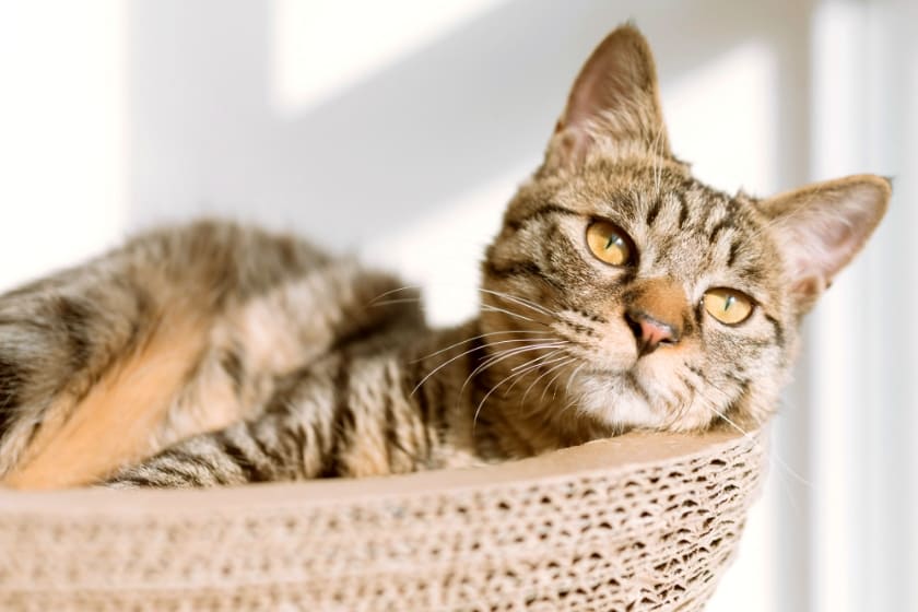 倉敷動物愛護病院,倉敷,動物病院