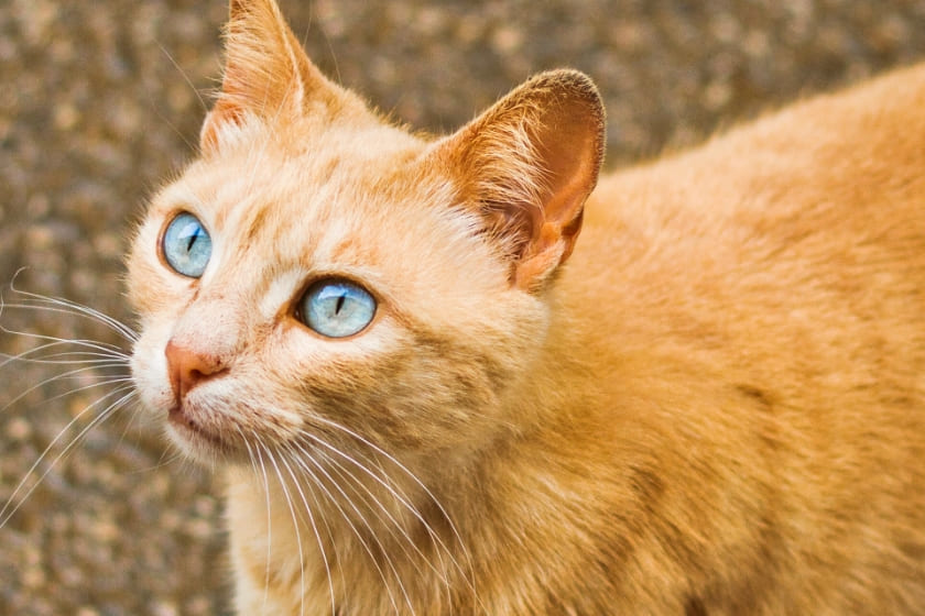 倉敷動物愛護病院,倉敷,動物病院