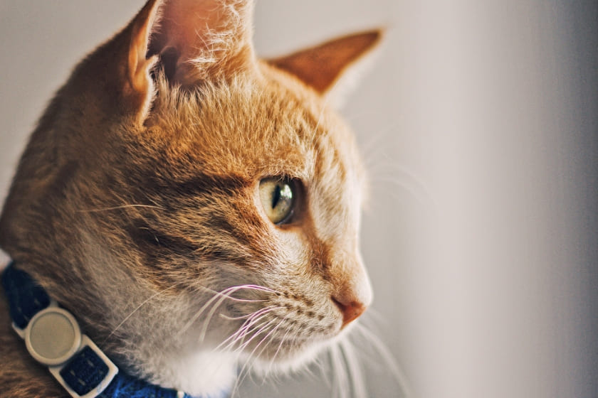 倉敷動物愛護病院,倉敷,動物病院