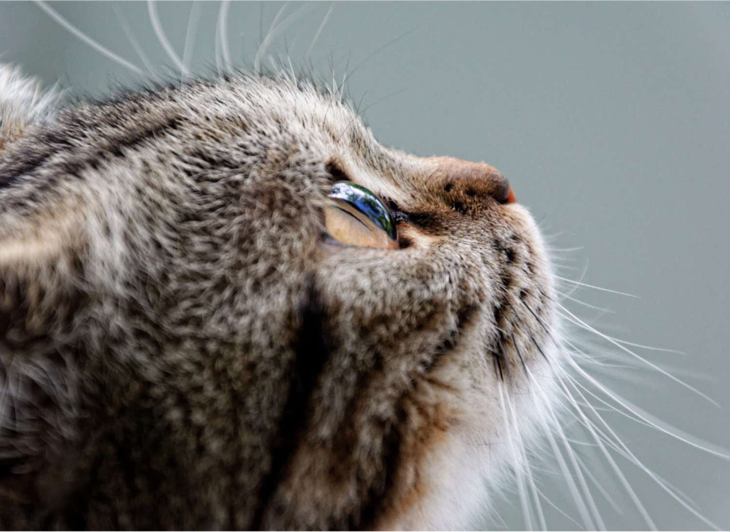 倉敷動物愛護病院,倉敷,動物病院