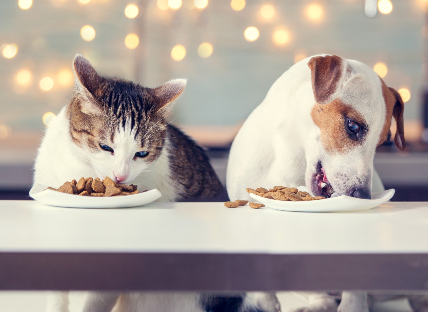 倉敷動物愛護病院,倉敷,動物病院