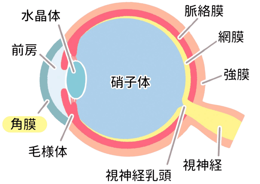 猫の眼球断面図。角膜、水晶体、前房、硝子体、網膜、視神経などの構造が色分けされ、角膜に黄色のマーカーで強調が入っているイラスト。