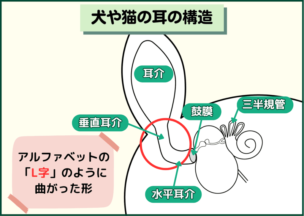 犬や猫の耳の構造を示した図。耳介、垂直耳介、水平耳介、鼓膜、三半規管が描かれ、耳道がL字型に曲がっていることが強調されている。