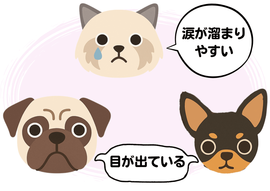 犬や猫の目の特徴を示したイラスト。パグやチワワのように目が出ている犬種、ペルシャ猫のように涙が溜まりやすい猫種が描かれている。