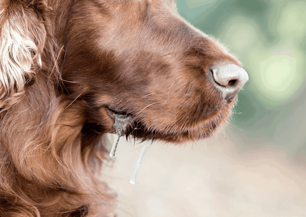 犬の口から透明なよだれが垂れている写真