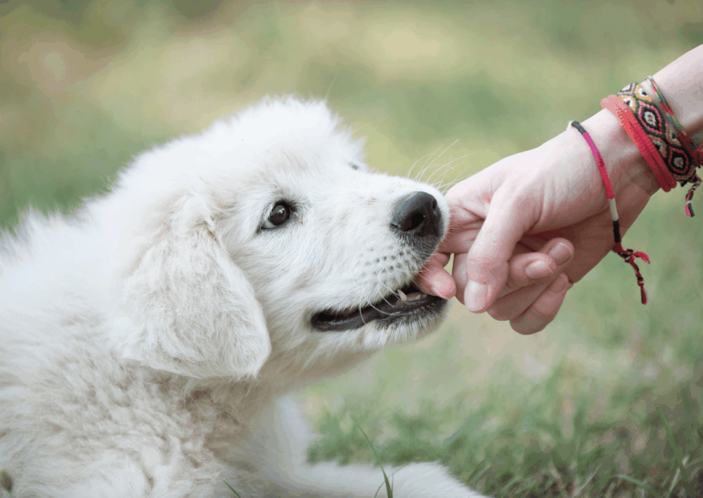 犬が人の指を甘噛みしている(噛み癖)写真 