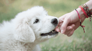 犬が人の指を甘噛みしている(噛み癖)写真