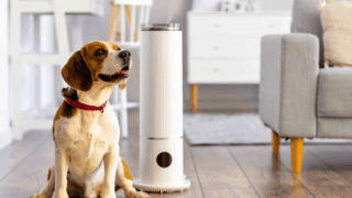 乾燥対策の工夫：加湿器と犬